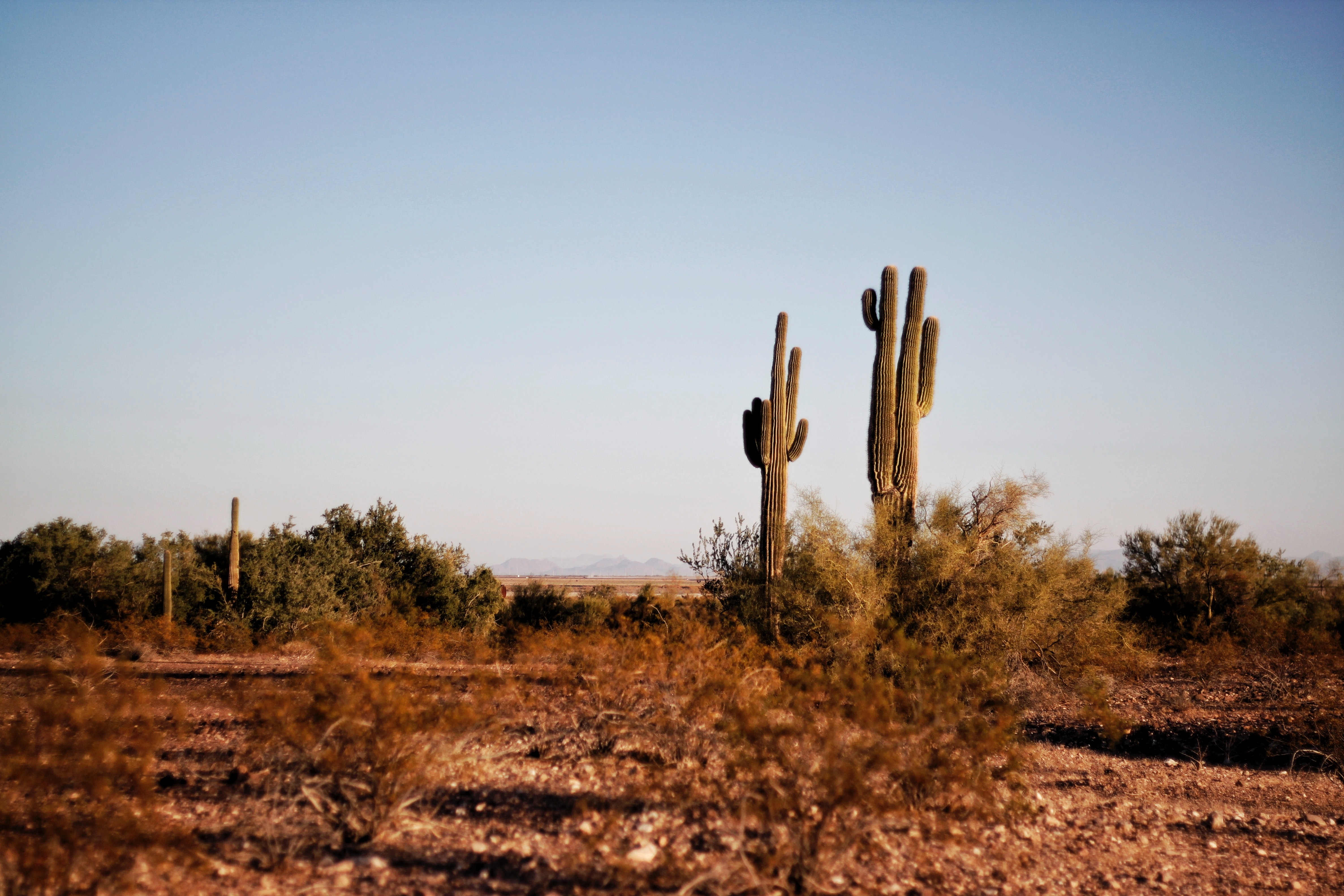 Texas Comptroller Abandons Attempt to Tax Custom Market Research